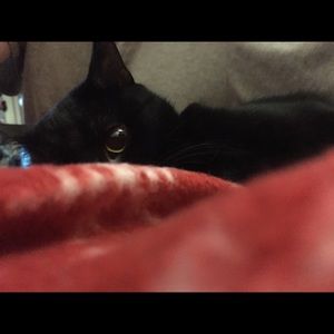 Meet your Posher, Robin